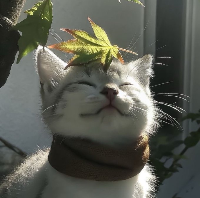 A close-up photograph of a white cat with closed eyes basking in sunlight, wearing a brown collar, with a green maple leaf resting on top of its head.