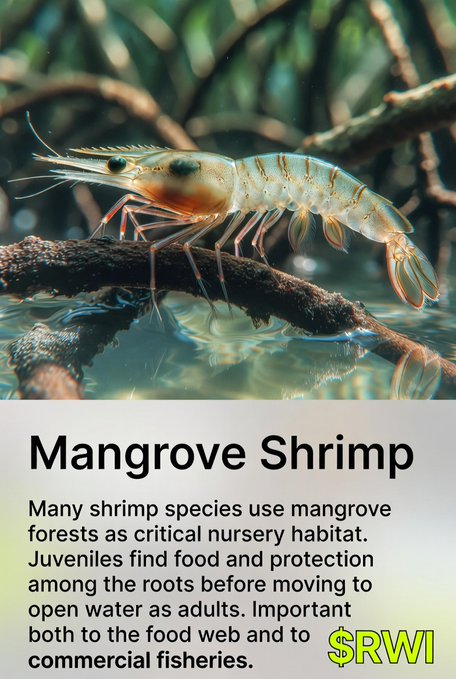 An educational poster titled 'Mangrove Shrimp' featuring a close-up of a shrimp on a branch above water, with text explaining its nursery habitat and a green '$RWI' watermark.