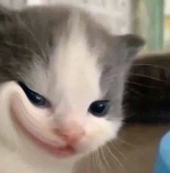 A close-up of a smug-looking gray and white kitten with a sly smile, captioned to humorously represent confidence and composure during market volatility. The cat's knowing, unbothered expression embodies the post's message that a steady understanding of one's investments makes market turbulence feel irrelevant.