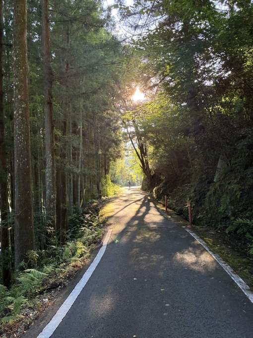 A serene photograph of a tree-lined path with sunlight filtering through the dense forest canopy, casting long shadows on the asphalt road where a distant figure can be seen.