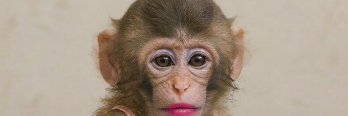 A close-up portrait of a baby monkey with large expressive eyes, fur blowing slightly, and noticeably pink lips, set against a neutral beige background. This quirky image serves as the new banner for the Solana token $APEWIF, fittingly combining the "ape" theme with meme culture aesthetics.