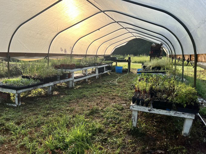 A photograph of the interior of a hoop house greenhouse containing wooden benches with numerous potted plants, illuminated by sunlight filtering through the translucent roof.