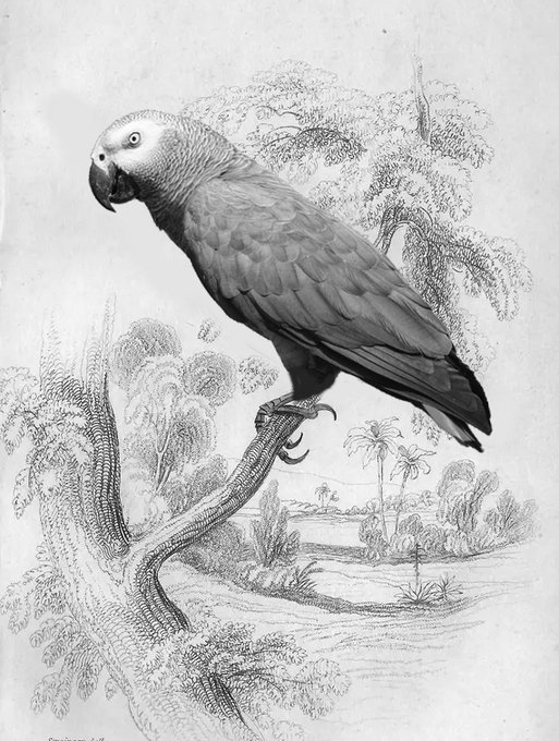 A detailed black and white illustration of a parrot perched on a twisted branch, set within a tropical landscape featuring palm trees and foliage.