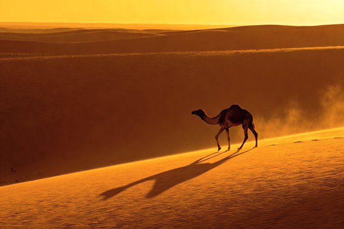 Silhouette of a camel walking across a golden sand dune at sunset, with its long shadow cast on the rippled sand and rolling dunes in the background.