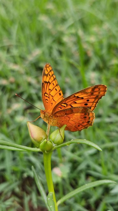 A close-up photograph of an orange butterfly with black spots resting on a green plant bud with leaves, set against a blurred grassy background.