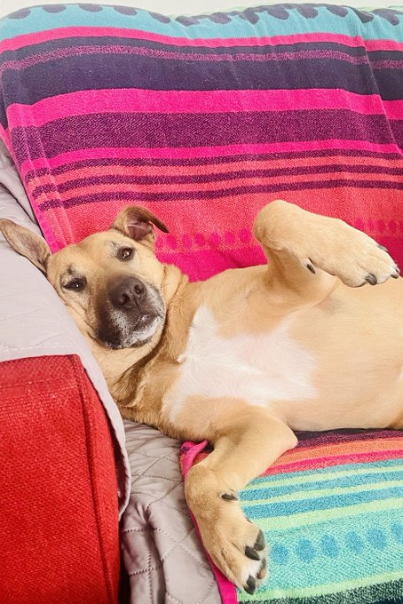 A tan dog lying playfully on its back on a couch, resting on a colorful striped pink, purple, and teal blanket.