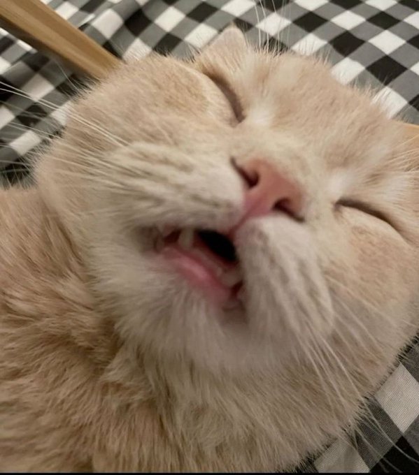 A close-up of a cream-colored cat with its eyes closed, showing its teeth in a grimacing expression while lying on a checkered surface.