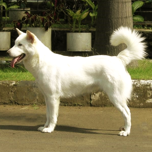 A pure white, medium-sized dog with a curled tail stands in profile on a paved surface with grass and potted plants in the background.