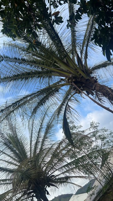 A low-angle photograph looking up at tall palm trees and other tropical foliage against a partly cloudy blue sky, with mountains visible in the distance.