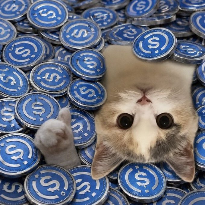 The image features a cat peeking out from behind a pile of blue and silver coins, with its head sticking out from under them. The text in the caption reads "Stable up now. Stable up later. All we know is everyone will hold $USDC at some point UpSide Down Cat is undeniable." This suggests that the image might be related to cryptocurrency or digital currency, as it features a cat peeking out from behind coins and the caption implies a connection between the cat and the concept of digital assets.