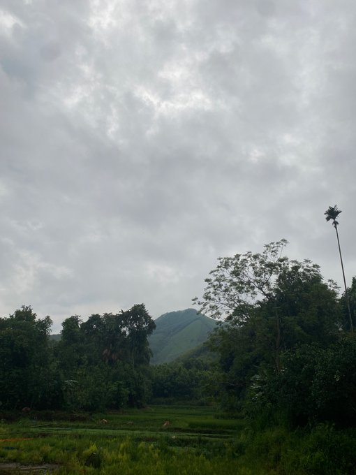 A misty, overcast landscape features a lush green mountain rising behind dense trees and vegetation, with what appears to be rice paddies in the foreground and a tall palm-like tree on the right.