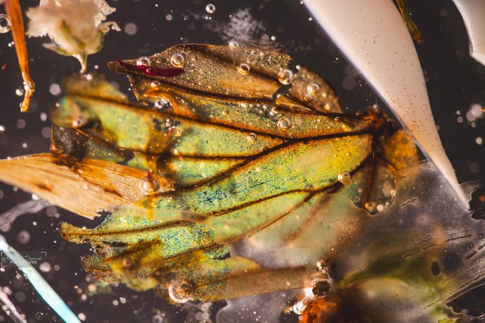 A vibrant resin-encased leaf glows with iridescent greens, golds, and ambers as morning light filters through the glass, surrounded by delicate bubbles and reflective droplets. The macro shot captures the organic beauty of the preserved foliage, perfectly complementing the featured resin art collection.