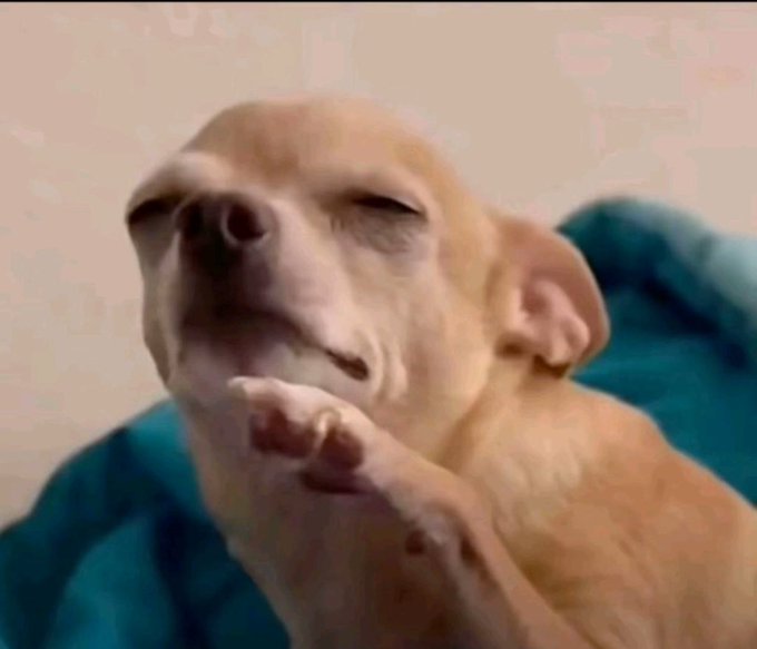 A close-up of a light-colored puppy resting its chin on its paw with a slightly dazed expression.