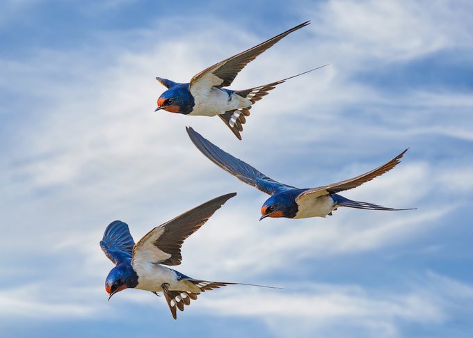The image features three blue and white birds flying together through a clear sky with fluffy clouds. The birds are positioned at different heights, creating an interesting visual effect as they appear closer or farther away from the viewer depending on their relative positions within the frame. The birds' flight paths intersect in the middle of the photo, adding to the dynamic nature of the scene.