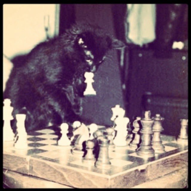 A vintage, sepia-toned photograph shows a black cat hunched over a wooden chessboard, appearing to study the pieces with intense focus.