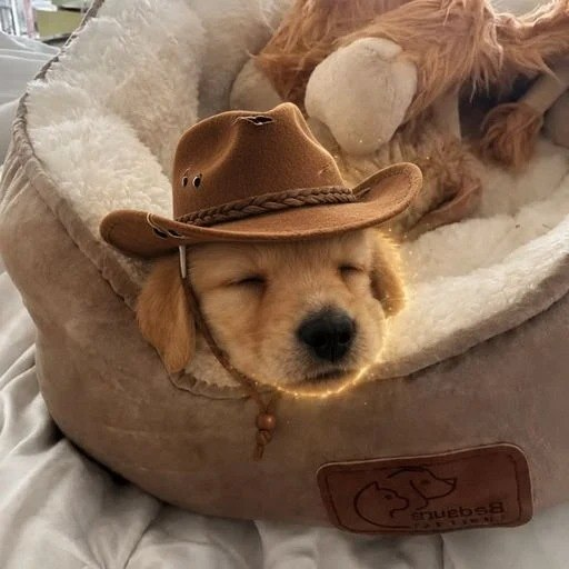 An adorable golden retriever puppy sleeps peacefully in a cozy pet bed, wearing a small brown cowboy hat that makes it look like a tiny rancher.