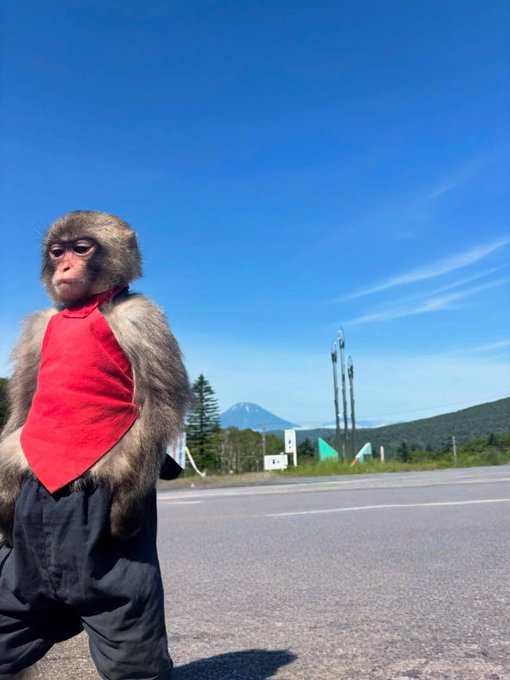 A monkey wearing a red shirt and dark pants sits on a paved road with a clear blue sky and a distant mountain in the background.