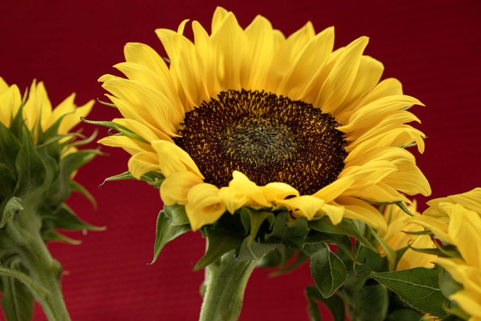 A close-up photograph of bright yellow sunflowers with dark brown centers against a solid dark red background.