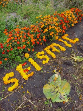 Marigold flowers in orange and yellow are arranged in soil to spell the word 'season', with a green cabbage leaf nearby.
