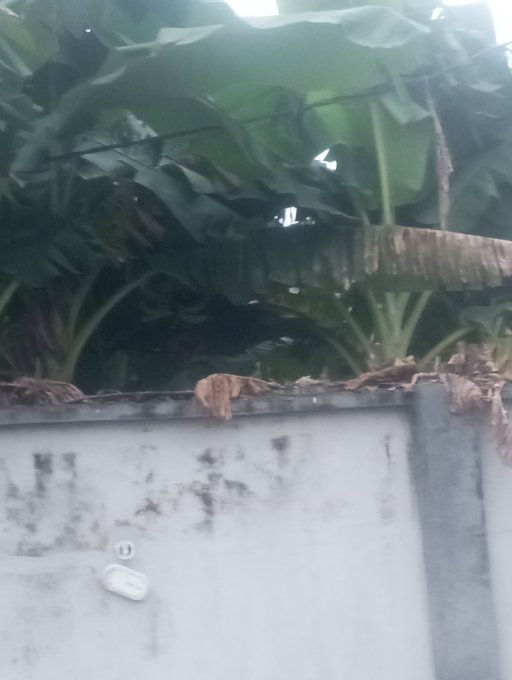 A concrete wall topped with dried leaves stands in front of large green banana leaves, with a small white device mounted on the wall.