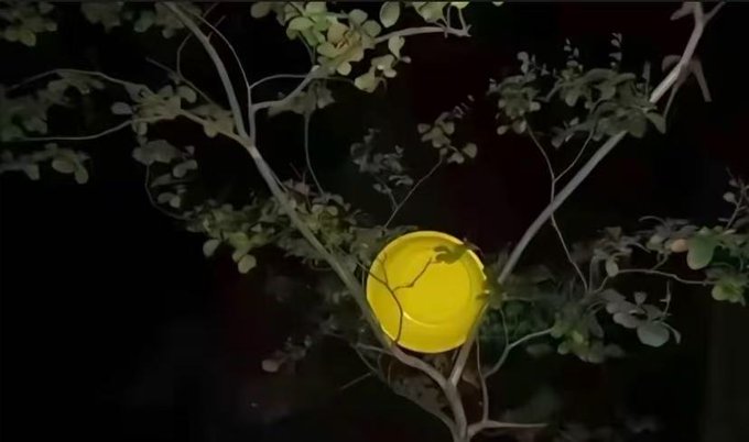 A dark nighttime photograph of a glowing yellow circular light fixture nestled among thin branches and green leaves.