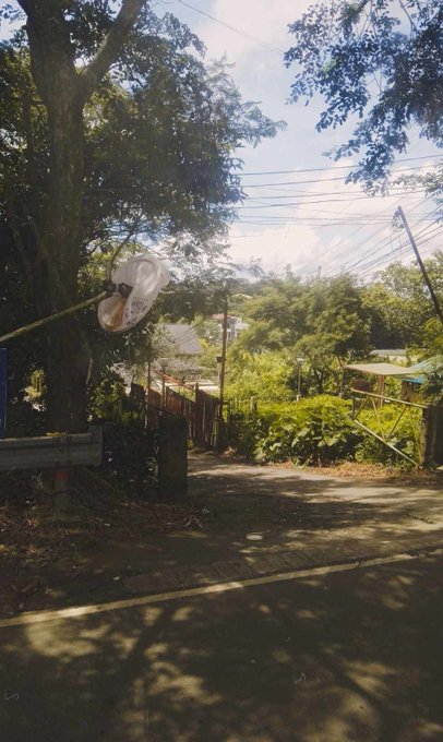 A quiet residential pathway lined with trees and lush greenery, captured under bright sunlight filtering through power lines, evokes the peaceful Sunday atmosphere of stepping away from screens to enjoy the outdoors.