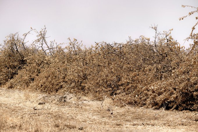 Dry, brown leaves cling to tangled branches along a desert wash in the Mojave, embodying the harsh, sun-scorched conditions of the arid landscape.