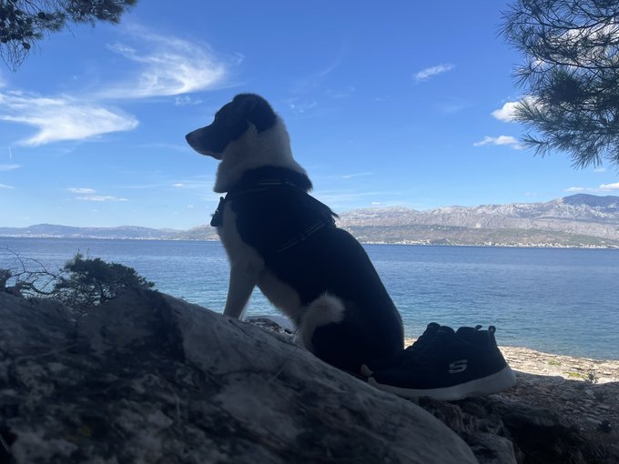 A black and white dog wearing a harness sits on a log looking out over a bright blue sea with mountains in the distance, with a pair of black Skechers sneakers resting beside it.