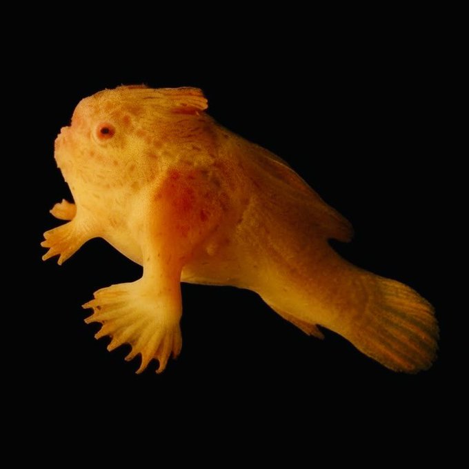 A photograph of a yellow/orange frogfish (Antennariidae) with textured skin and distinctive hand-like fins, floating against a solid black background.