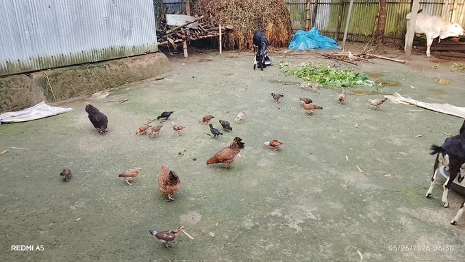 The image shows a group of chickens, ducks, and other birds gathered together in an outdoor area. There are at least 14 birds visible in various positions throughout the scene. The chickens can be seen standing or walking around, while some birds are perched on surfaces like the ground or fences. A person is also present in the scene, possibly tending to the flock of animals or observing them from a distance.