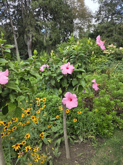 Vibrant pink hibiscus blooms tower over a lush garden bed filled with golden black-eyed Susans, set against a backdrop of tall trees. The lively morning scene fits perfectly with a cheerful "GM" greeting.