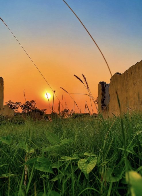 The image shows a beautiful sunset over a field of tall grass. The sky is filled with warm hues from the setting sun, casting long shadows across the landscape. In the foreground, there are some plants that add depth and texture to the scene. The photo appears to be taken during the day, as indicated by the presence of natural light illuminating the area. The image also contains a watermark at the bottom, which reads "@NomismaNetwork Rest @useTria".