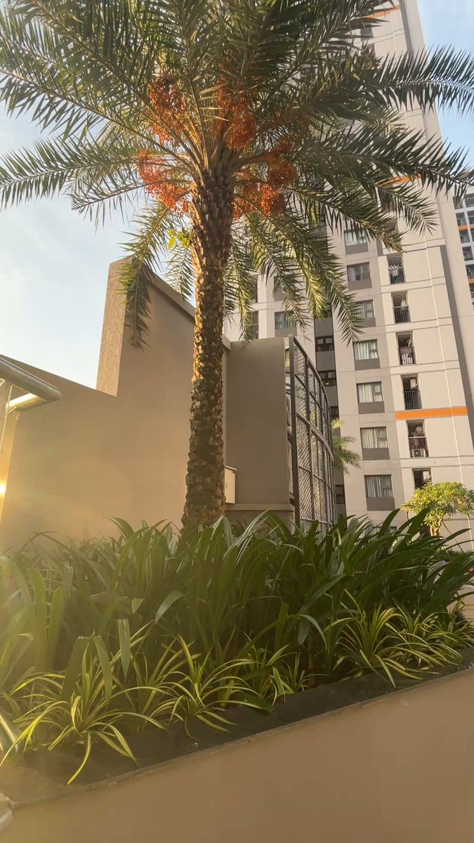 The image features a tall palm tree with red flowers, surrounded by green plants. In front of the palm tree, there are two buildings - one gray and another white. The scene appears to be set outdoors during daytime hours.