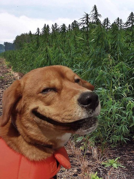 A smiling brown dog with eyes closed poses in front of a field of cannabis plants.
