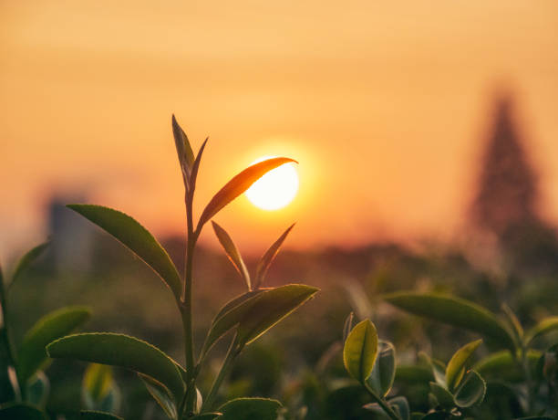 A silhouette of a tea plant in the foreground backlit by a glowing orange sunset, with a city skyline blurred in the distance.