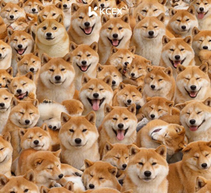 A dense crowd of smiling and panting Shiba Inu dogs fills the frame, with the 'KCEX' logo displayed at the top center.