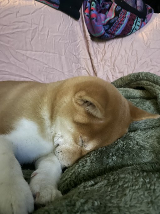 An orange and white cat sleeps peacefully curled up on a textured green blanket next to a pink surface.