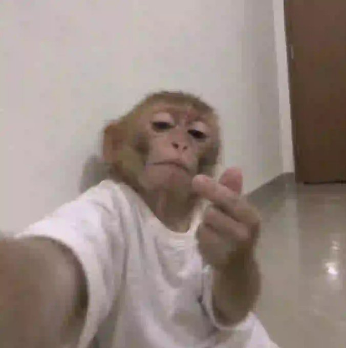 A monkey wearing a white t-shirt takes a selfie while pointing toward the camera in an indoor setting.