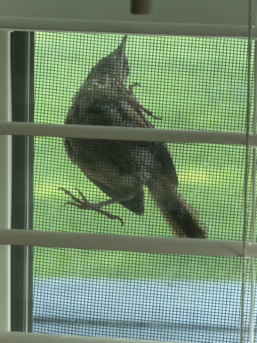 A small bird perches on the outside of a window screen, viewed from inside the house through the mesh and partially raised blinds. The "GM birdie" caption playfully suggests the bird is greeting the photographer with a "good morning" message.