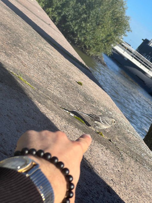 A photograph of a small sparrow on a concrete ledge near water, with a person's hand wearing a beaded bracelet and silver watch reaching toward it.