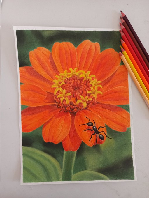 A detailed colored pencil drawing of a vibrant orange zinnia flower with a black ant on its petals, sitting beside several orange and red colored pencils.