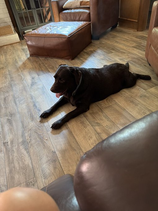 A black Labrador relaxes on a wood floor between leather furniture, tongue out in a content sprawl—a perfect lazy Sunday scene.