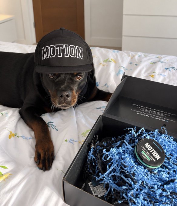 A black and tan dog wearing a black "MOTION" trucker hat lies on a floral bedspread next to an open MOTION-branded package containing product tins and "WELCOME TO MOTION!" printed inside the lid, likely used to attract engagement for the $SOL giveaway promotion.