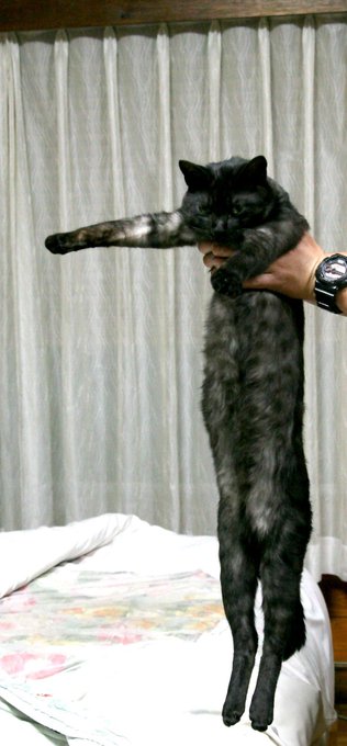 A fluffy dark gray cat is held up by its front limbs, dangling in an impressively stretched-out pose reminiscent of the legendary "Longcat" meme, while a person wearing a black watch supports it against a backdrop of cream curtains and a floral-patterned cloth.