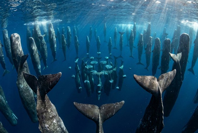 The image shows a group of dormant cardano whales that have been waking up from their slumber, as indicated by the large wallets that are now moving again. The post suggests that these dormant cards might be re-engaging with their ADA (Annual Diversification Adjustment) and is likely related to investing in the stock market or cryptocurrency.