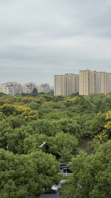 A landscape view showing tall residential apartment buildings in the distance behind lush green trees with yellow flowering shrubs.
