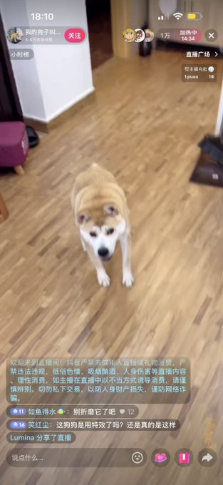 A vertical livestream screenshot shows a Shiba Inu dog standing on a wooden floor in a home, with Chinese text comments and viewer interactions displayed at the bottom of the screen.