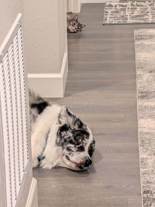An Australian Shepherd dog with striking blue and merle coloring rests its head on a wood-laminate floor near a baby gate, while a tabby cat peeks around a corner in the background hallway.