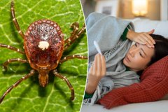 A composite image showing a close-up of a brown tick on a green leaf on the left, and a sick child lying in bed with a thermometer on the right.