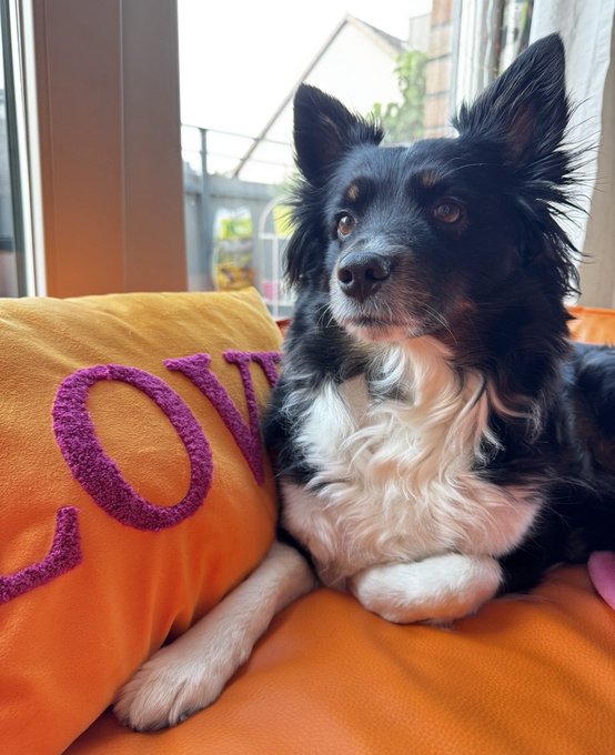 A black and white dog with large pointed ears resting next to a yellow pillow with purple 'LOVE' lettering on an orange couch.